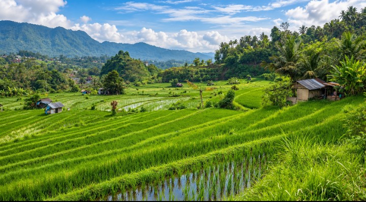 Sidemen Rice Terrace View