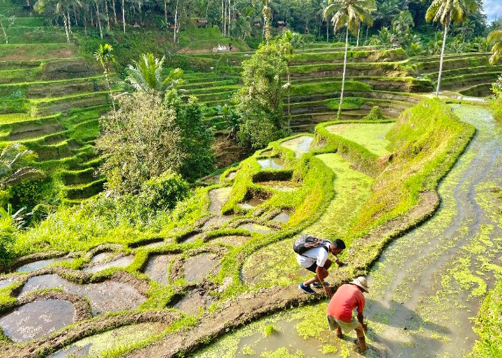 Rice Terrace Farmer